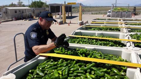 A CBP officer inspects a huge shipment of peppers arriving from Mexico through El Paso, Texas.