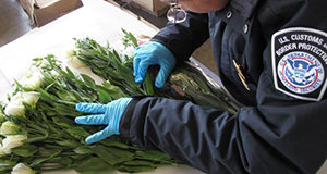 A CBP Agriculture Specialist at the port of Laredo in Texas, inspects a flower shipment during the coronavirus pandemic.  Photo courtesy of U.S. Customs and Border Protection