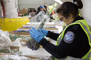 CBP Agriculture Specialist inspecting flower imports