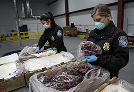CBP Agriculture Specialists, wearing personal protective equipment, inspect fruit shipments arriving at the port of Philadelphia during the coronavirus pandemic.