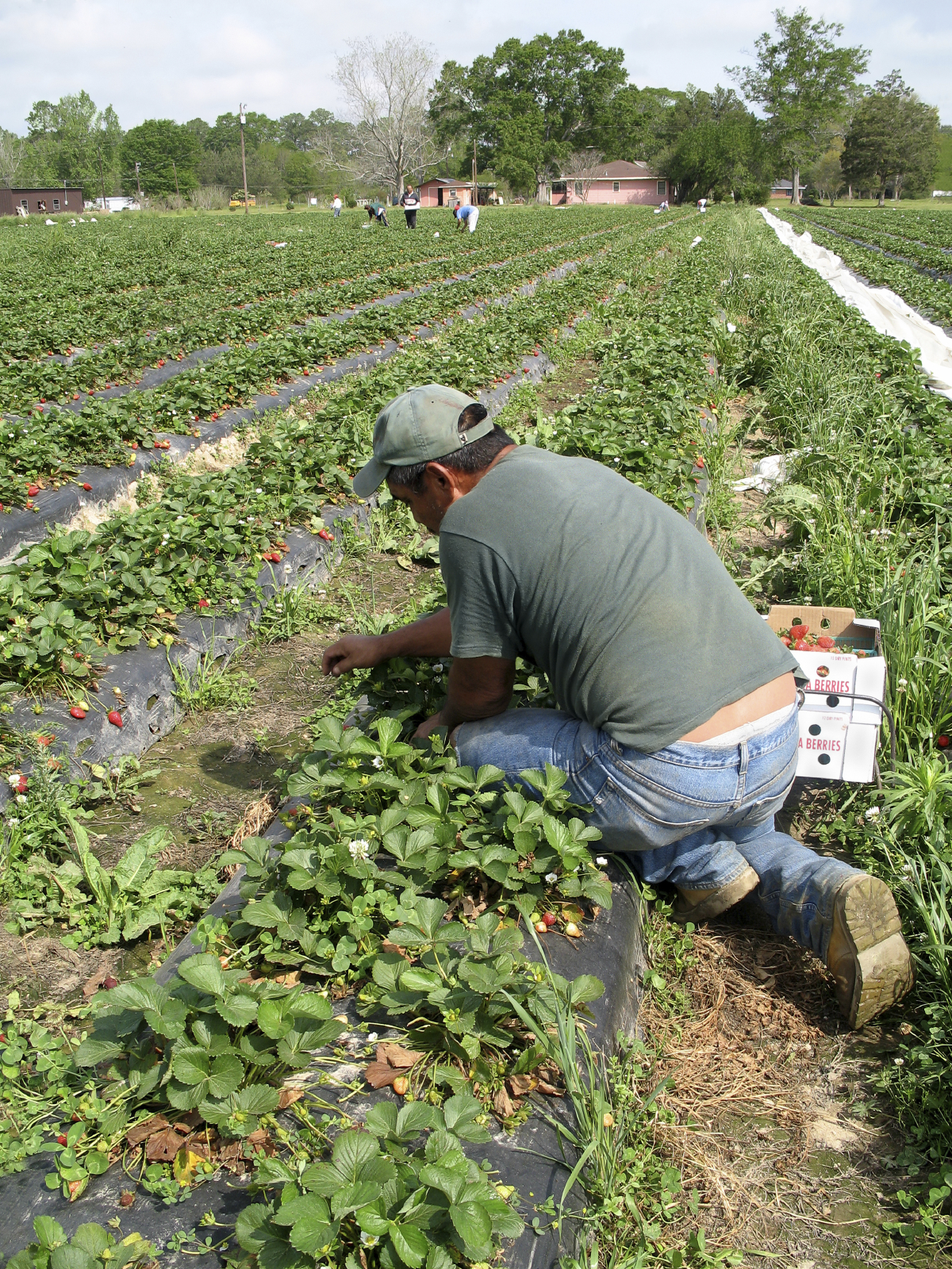 A photo depicting a migrant farm worker picking strawberries. Victims of labor t