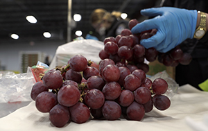 CBP agriculture specialists, wearing personal protective equipment, inspect a shipment of grapes arriving at the port of Philadelphia during the coronavirus pandemic.  Photo by Glenn Fawcett