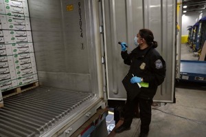 A CBP agriculture specialist searches for invasive weeds, seeds and insects in a trailer loaded with fruit shipments arriving at the Port of Philadelphia 