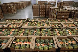 Pallets loaded with thousands of pineapples await distribution to the retail markets in a warehouse at the Port of Wilmington, Delaware.