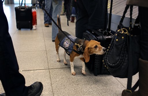An agricultural detector beagle whose nose is highly sensitive to food odors, sniffs incoming baggage and passengers at John F. Kennedy Airport. 