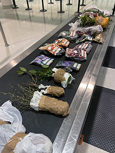 U.S. Customs and Border Protection agriculture detector dog Gatsby detected prohibitive propagative plants and plant bulbs in the baggage of a Virginia family at Baltimore Washington International Thurgood Marshall Airport on January 7, 2023.