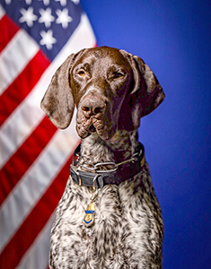 U.S. Customs and Border Protection officers and K9 Cinkos detected a small cache of various narcotics in the baggage of a Global Entry trusted traveler member at Washington Dulles International Airport on October 22, 2024.