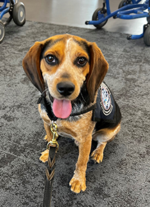 CBP agriculture detector dog Freddie sniffed out the snake meat in the baggage of a traveler who arrived from Equatorial Guinea.