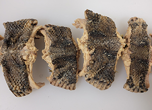 U.S. Customs and Border Protection agriculture specialists seized over two pounds of snake meat at Washington Dulles International Airport on September 11, 2024.