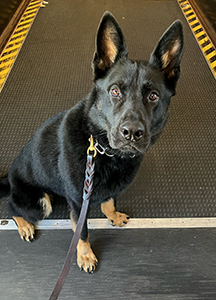 U.S. Customs and Border Protection officers and K9 Fredo detected 114 pounds of marijuana in the baggage of two London-bound women on October 22, 2024 at Philadelphia International Airport.