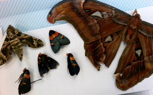U.S. Customs and Border Protection agriculture specialists intercepted a collection of 60 dead adult moth and butterfly specimens of the order Lepidoptera on May 3, 2024. The unique shipment, which arrived from Portugal and was destined to an address in Wayne County, Pa., violated wildlife import laws.