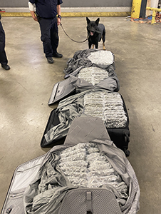 U.S. Customs and Border Protection officers and K9 Fredo detected 114 pounds of marijuana in the baggage of two London-bound women on October 22, 2024 at Philadelphia International Airport.