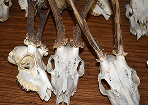 U.S. Customs and Border protection officers in Philadelphia seized two shipments recently that ran afoul of U.S. and international wildlife protection laws. These shipments included 20 horned mammal skulls and an arrangement of five taxidermied birds. CBP partners with U.S. Fish and Wildlife Service inspectors to intercept the illicit trade in wildlife and to help put a dent into the unnecessary and illegal slaughter of endangered animal species for profit.