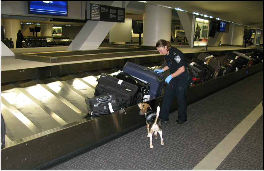CBP Agriculture Specialist Canine Team Inspecting Luggage on an Airport Carousel (Photo 11)