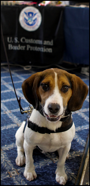 CBP Agriculture Specialist Canine Teams (Photo 8)