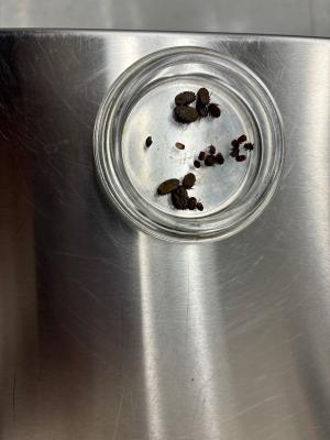 Petri dish containing a total of 21 ticks discovered by CBP agriculture specialists on two deer hides during examination at Colombia-Solidarity Bridge.