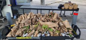 Nearly 300 live plants seized by CBP officers and agriculture specialists at Laredo Port of Entry.