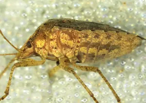 Euschistus rugifer stink bug discovered 