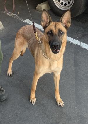 San Diego Border patrol canine sniffs fentanyl pills inside a tire