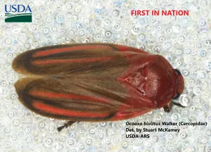 CBP agriculture specialists at Laredo Port of Entry intercepted Ocoaxo bivittus Walker (Cercopidae sp.), a first in nation pest discovery.