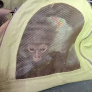 A spider monkey in an enclosed, soft structure. 