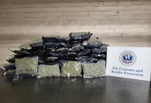 Customs and Border Protection officers seized a combined 52 parcels of marijuana with a collective weight of about 179 pounds that were being shipped to the United Kingdom just before Thanksgiving at an international shipping service facility in Delaware County, Pa.