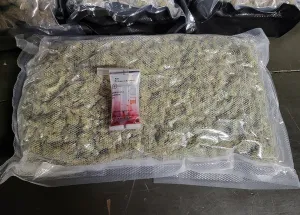 Customs and Border Protection officers seized a combined 52 parcels of marijuana with a collective weight of about 179 pounds that were being shipped to the United Kingdom just before Thanksgiving at an international shipping service facility in Delaware County, Pa. 