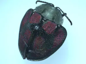 A specimen of Stolas sp. (Chrysomelidae), a First-in-Port pest interception realized by CBP Agriculture Specialists at the Progreso Port of Entry.