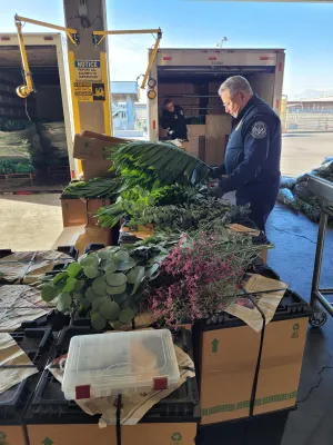 CBP agriculture specialist inspecting a floral shipment in El Paso, Texas.