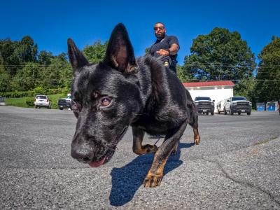 CBP Officer Marcus Johnson training his canine partner Bear at the Field Operations Canine Academy
