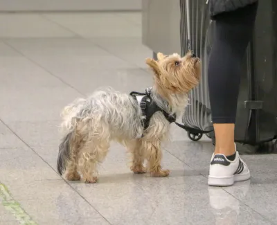 Traveler and their dog arriving at Atlanta airport