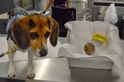 CBP Beagle “MOX” alerted to a Giant African Snail in a passenger’s bag after arriving at ATL Airport