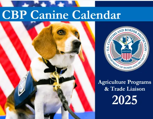 A beagle wearing an offical CBP working vest posing in front of the American Flag