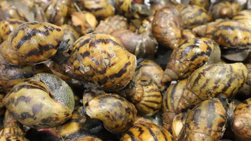 Live snails discovered by CBP at Detroit Metropolitan Airport