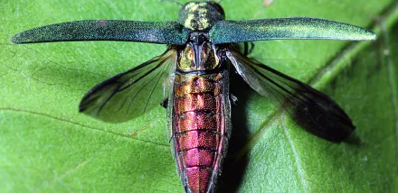 An Emerald ash borer