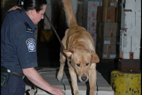 CBP Agriculture Specialist Canine Teams (Photo 7