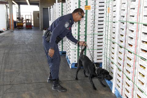 Officer and detector dog inspect imported goods.