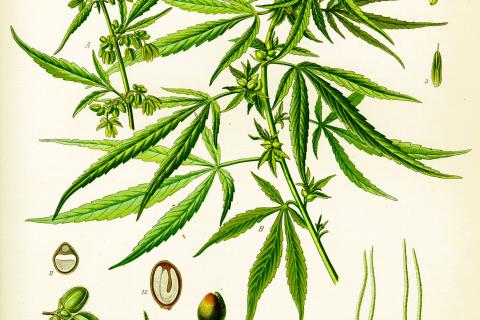 Cannabis Sativa L.