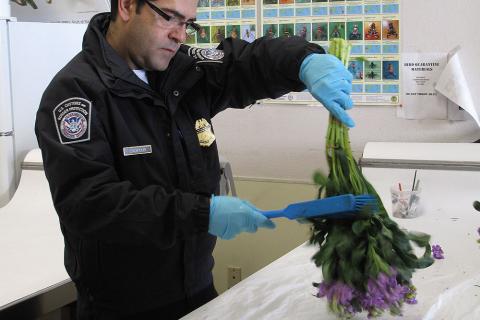 CBP Flower Inspections