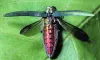 An Emerald ash borer