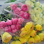 Photo of pink, white and yellow roses