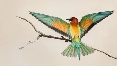 Bird sitting on a tree branch with wings spread open