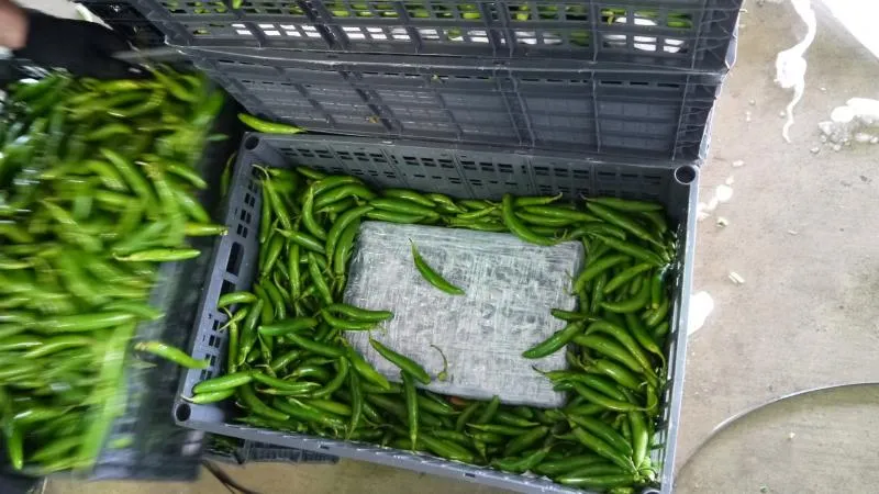 Crates of chile peppers commingled with 1,296 pounds of marijuana seized by CBP officers at Rio Grande City Port of Entry.