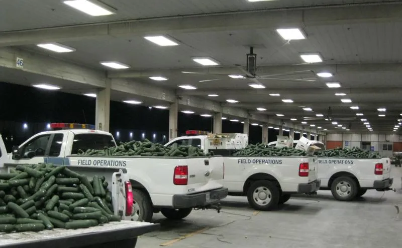 Cucumbers fill three CBP pickup trucks. CBP officers seized 2,632 pounds of marijuana comingled with a cucumber shipment at Pharr-Reynosa International Bridge.