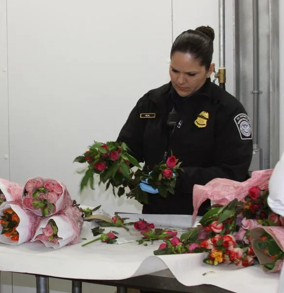 A CBP agriculture specialist examines a floral shipment at Laredo Port of Entry