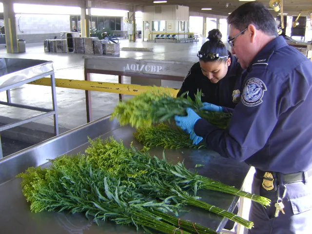Floral inspection at El Paso port of entry.