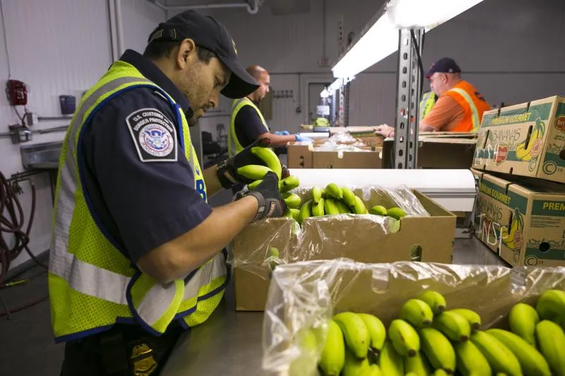 A CBP agriculture specialist examines plantains to enusre they are insect pest and disease free for import into the United States.