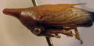 Guayaquila pallescens Stal (Membracidae) 