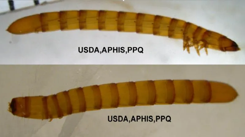 Wireworm Discovered in shiptment of Taro
