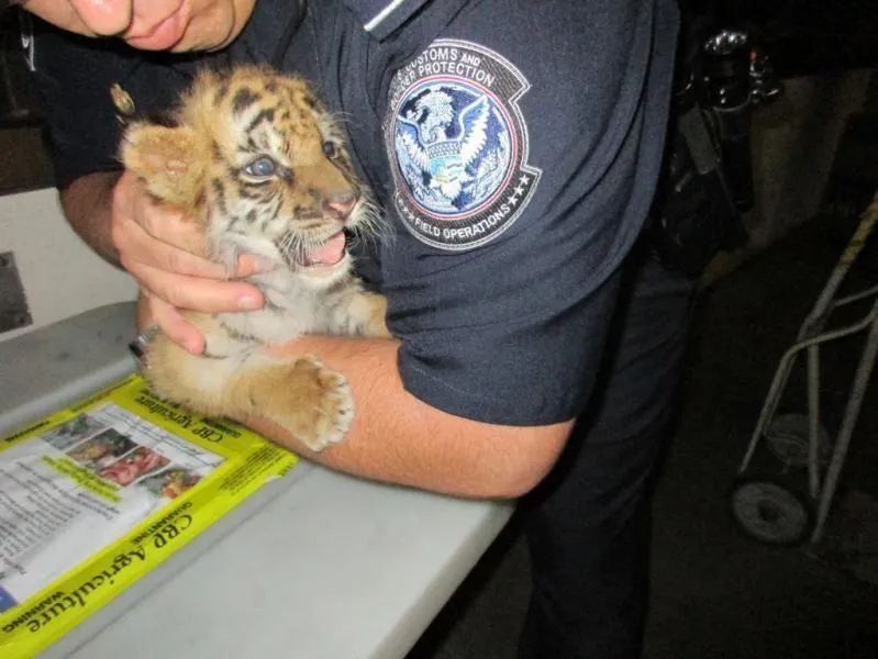 Tiger cub intercepted by CBP officers at Otay Mesa